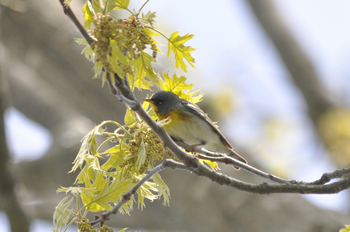 Northern Parula - ML650346324