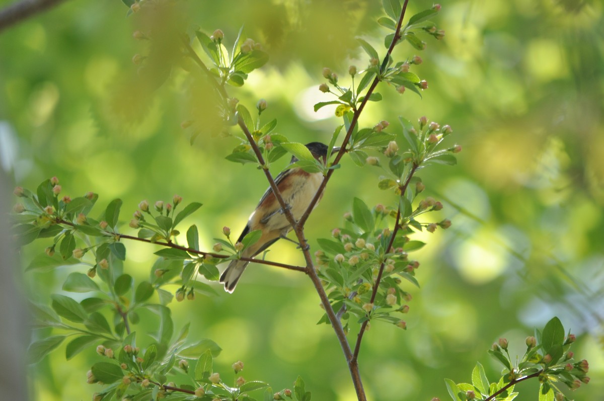 Kestane Gerdanlı Ötleğen - ML650346465