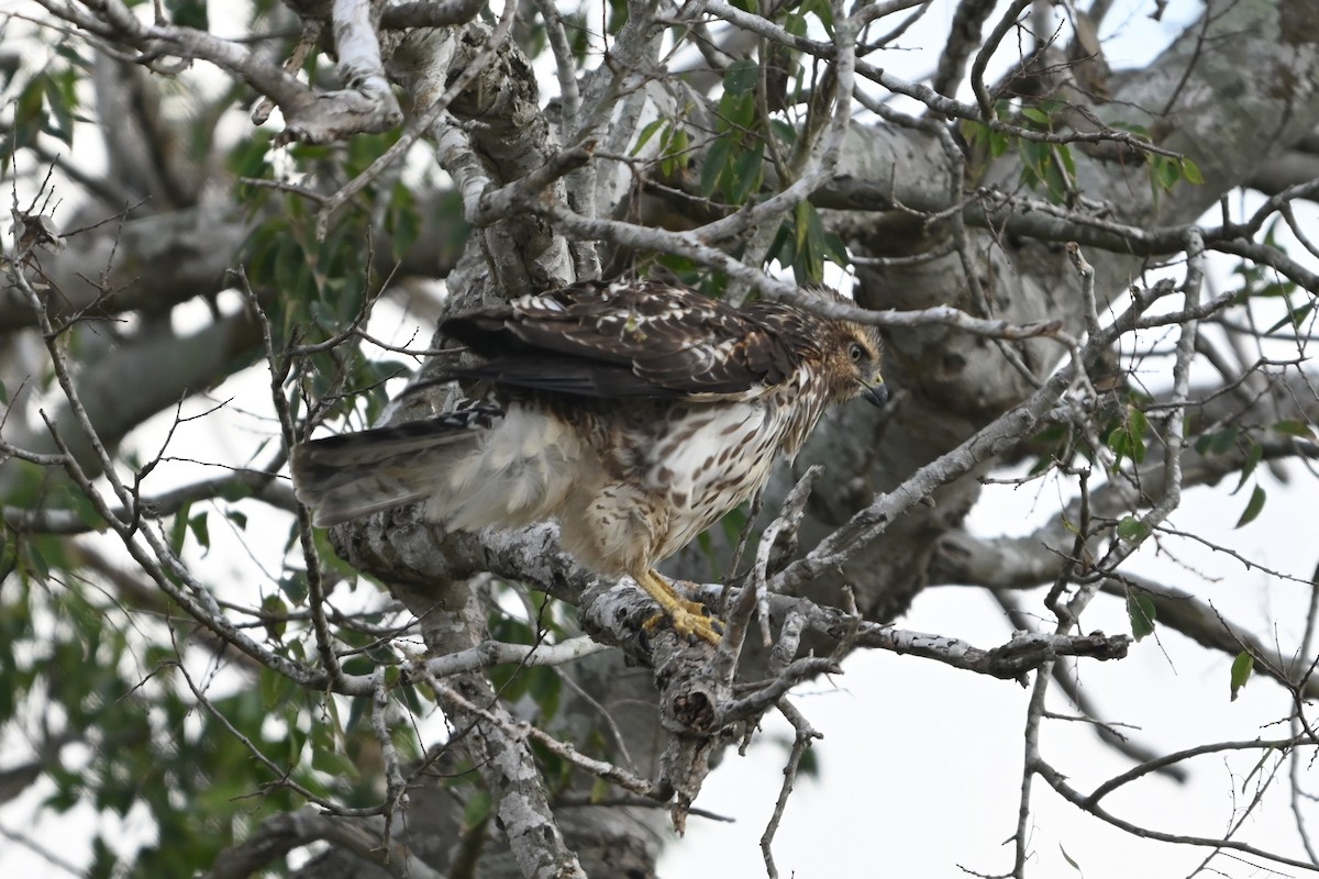 Busardo Aliancho - ML650346661