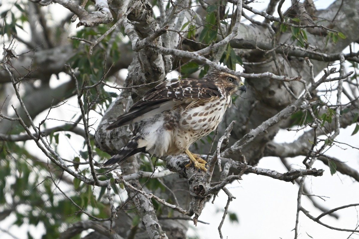 Busardo Aliancho - ML650346662