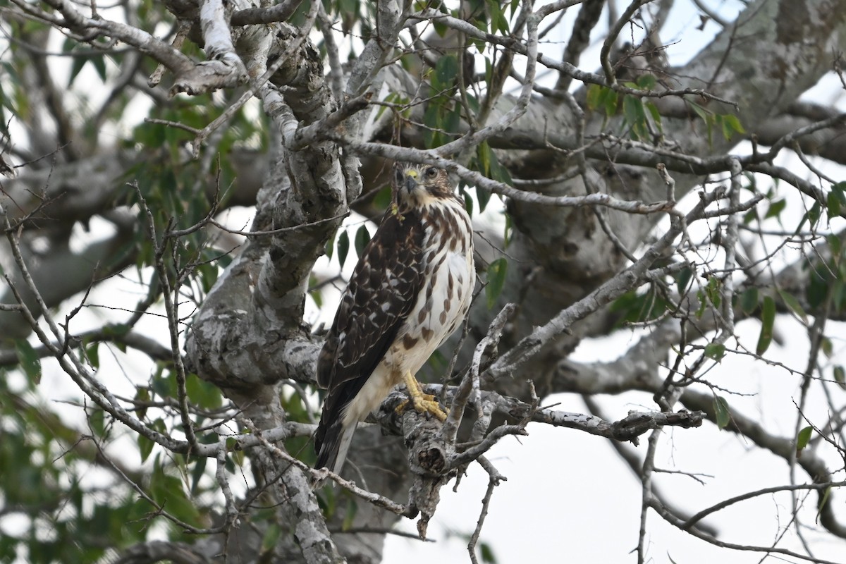 Busardo Aliancho - ML650346664