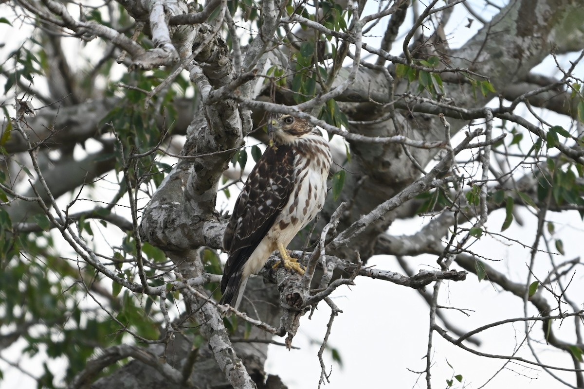 Busardo Aliancho - ML650346666