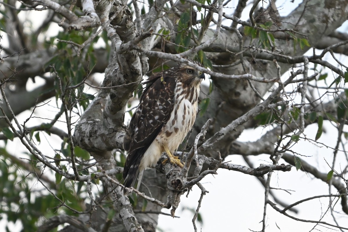 Busardo Aliancho - ML650346667