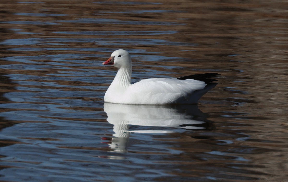 Ross's Goose - ML650346725