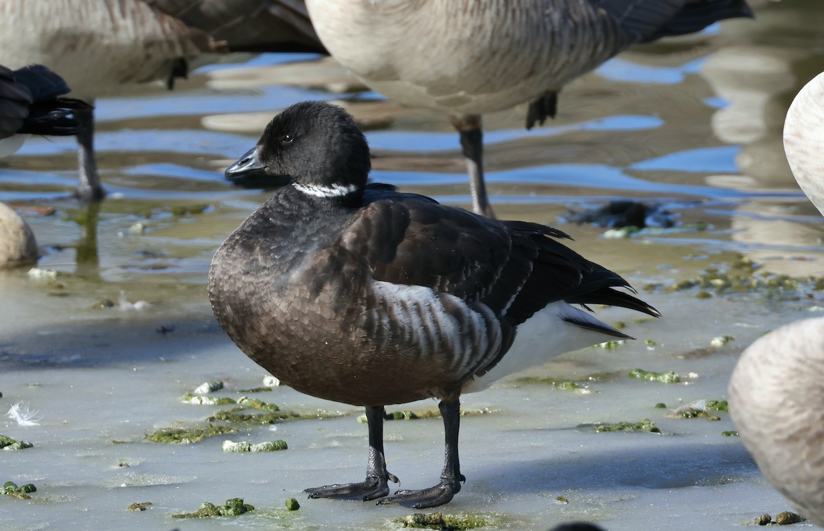 Brant (Black) - ML650346749