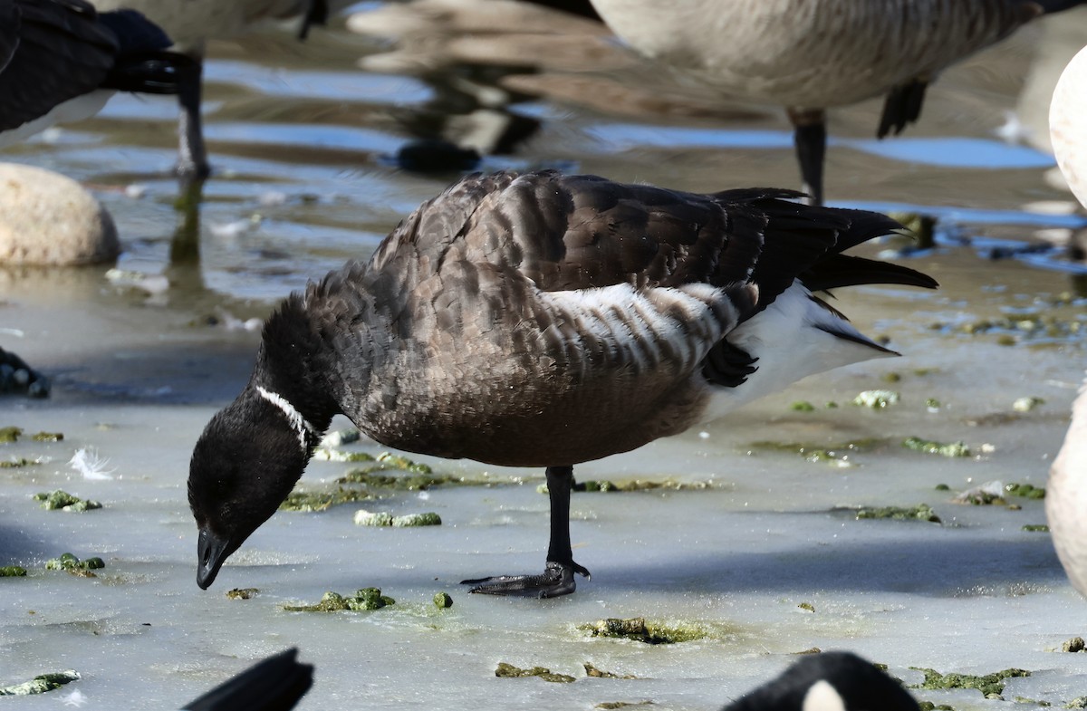 Brant (Black) - ML650346808