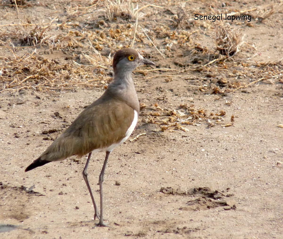 Senegal Lapwing - ML650346836