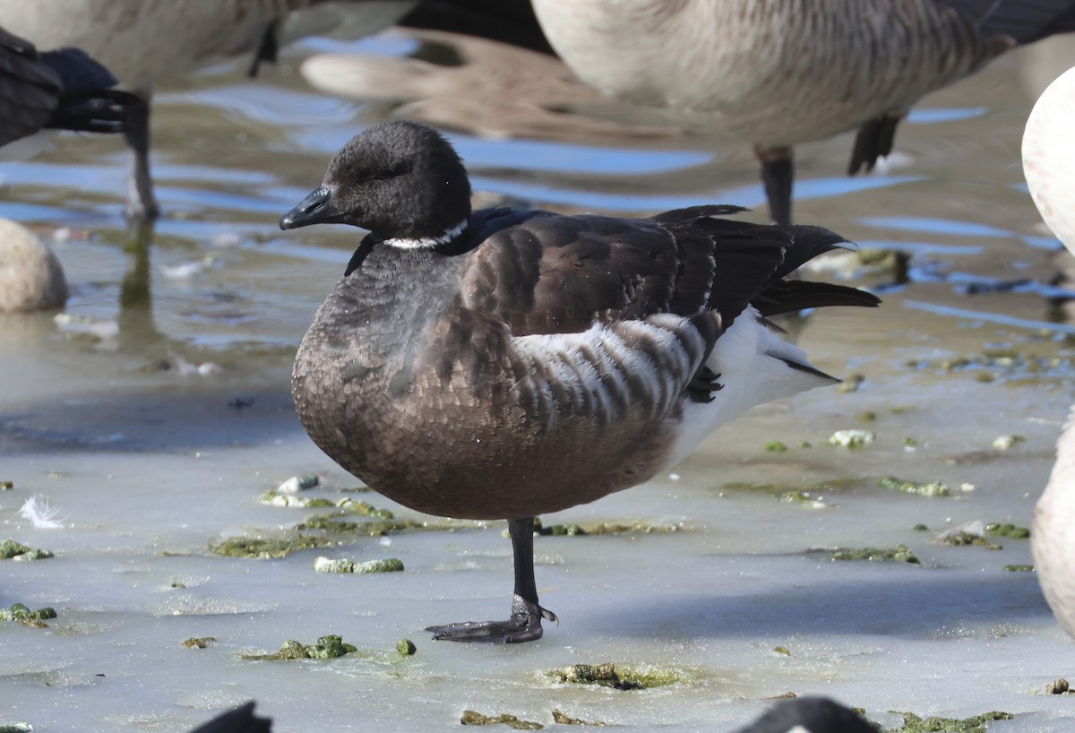 Brant (Black) - ML650346862