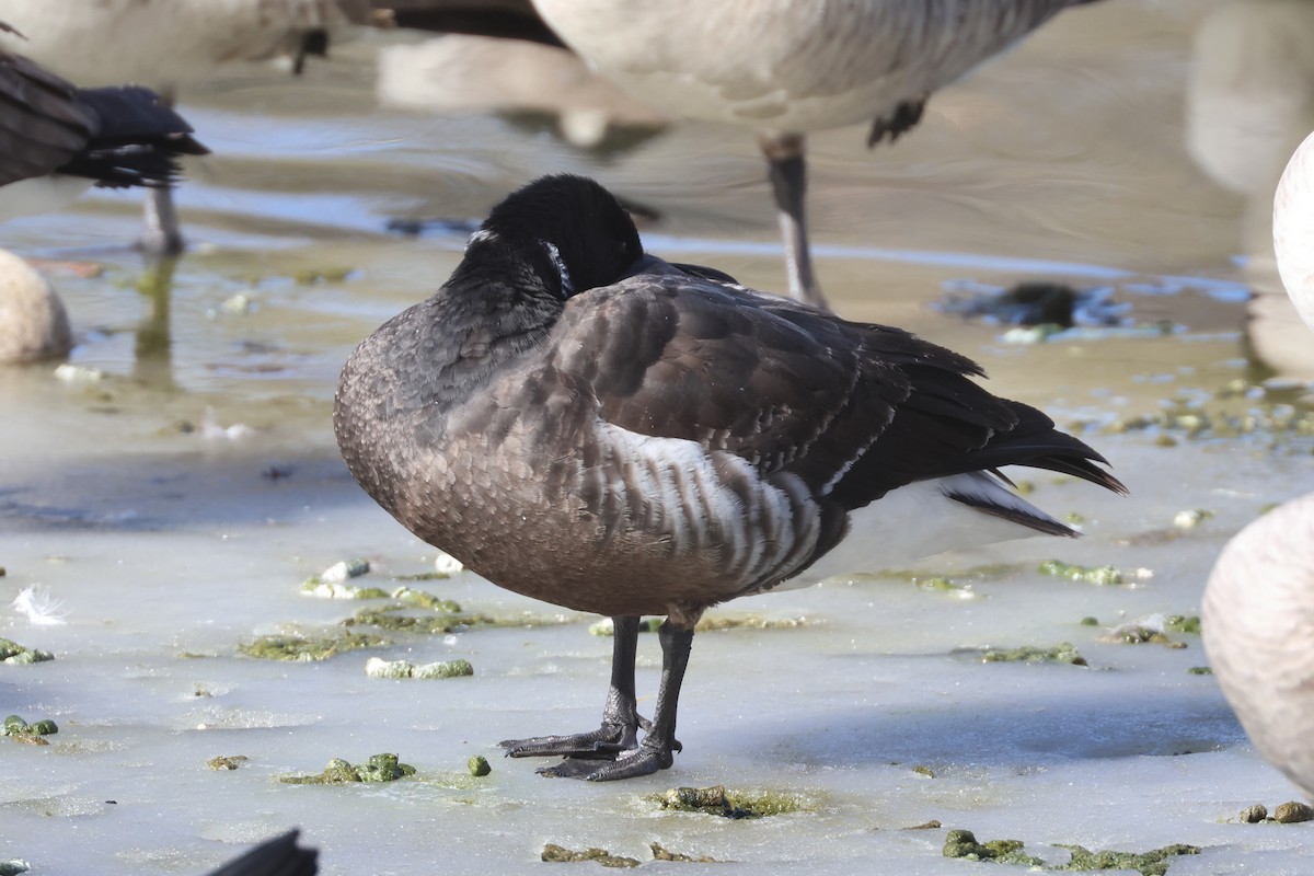 Brant (Black) - ML650346879