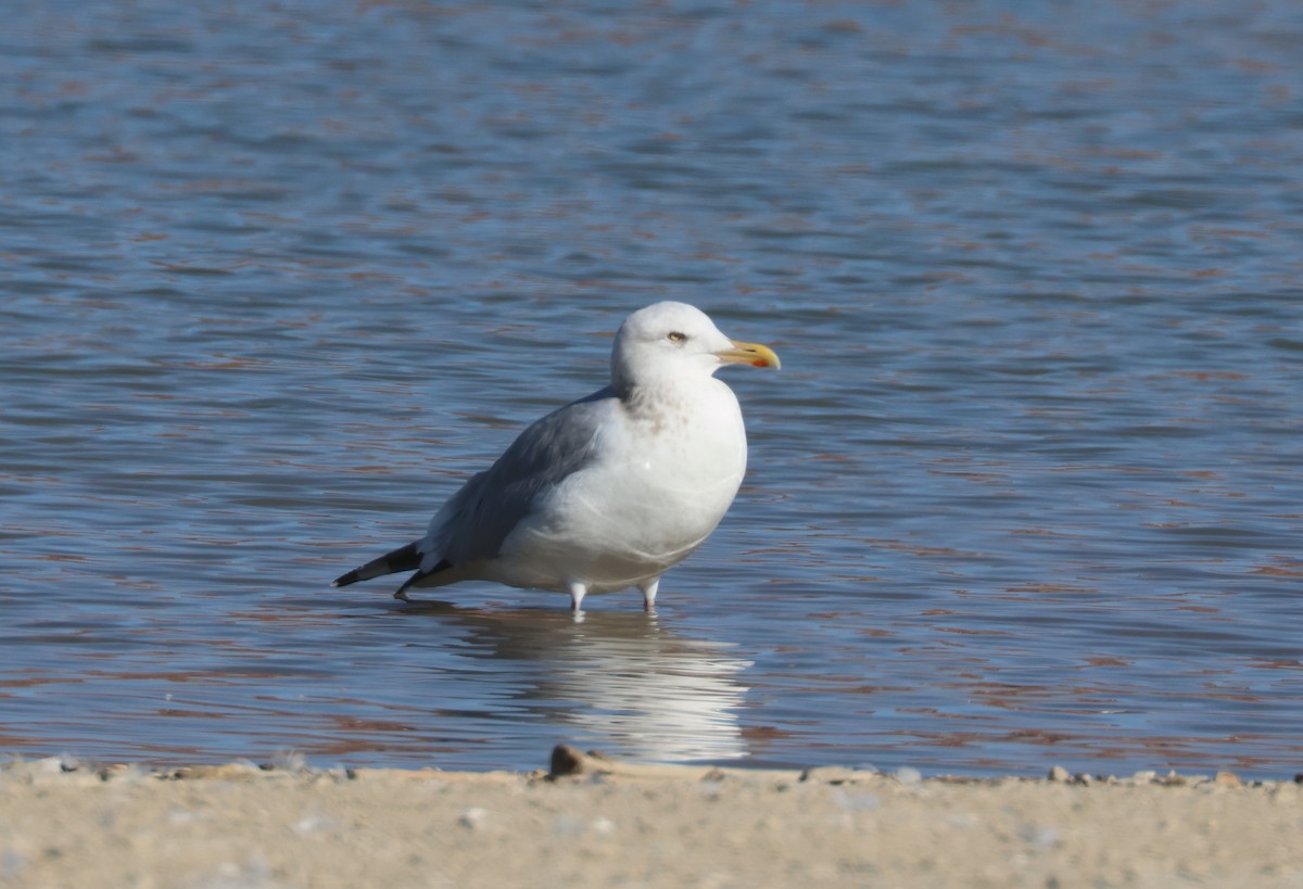 American Herring Gull - ML650346941
