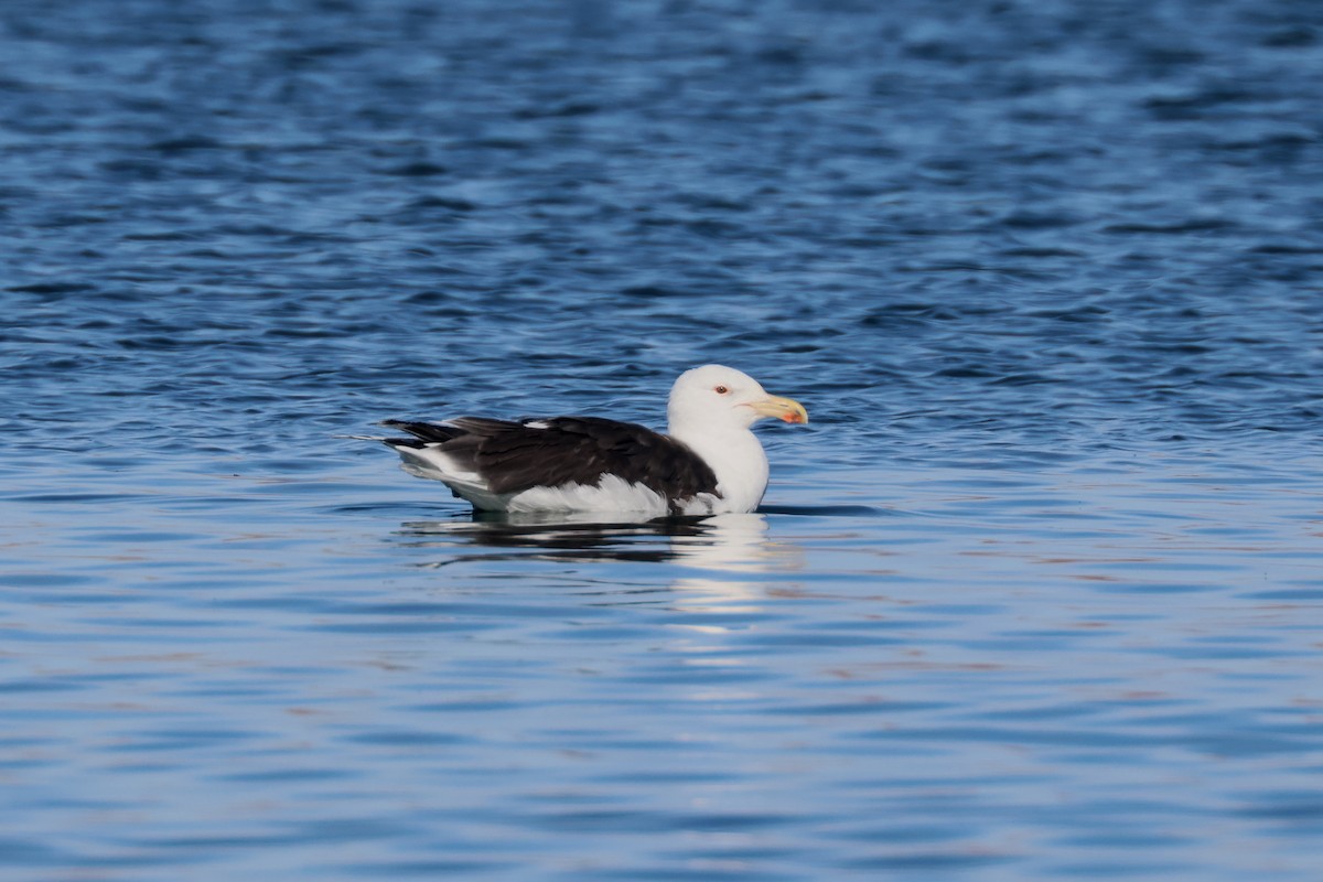 Great Black-backed Gull - ML650346949
