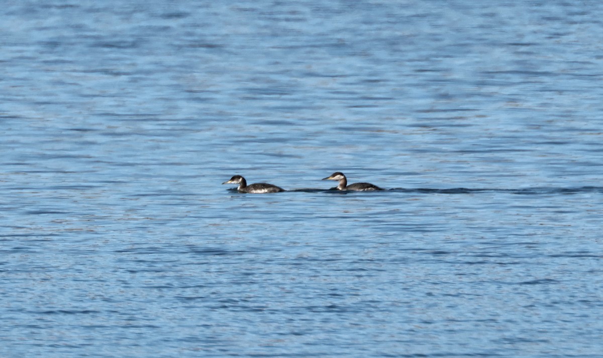 Red-necked Grebe - ML650346959
