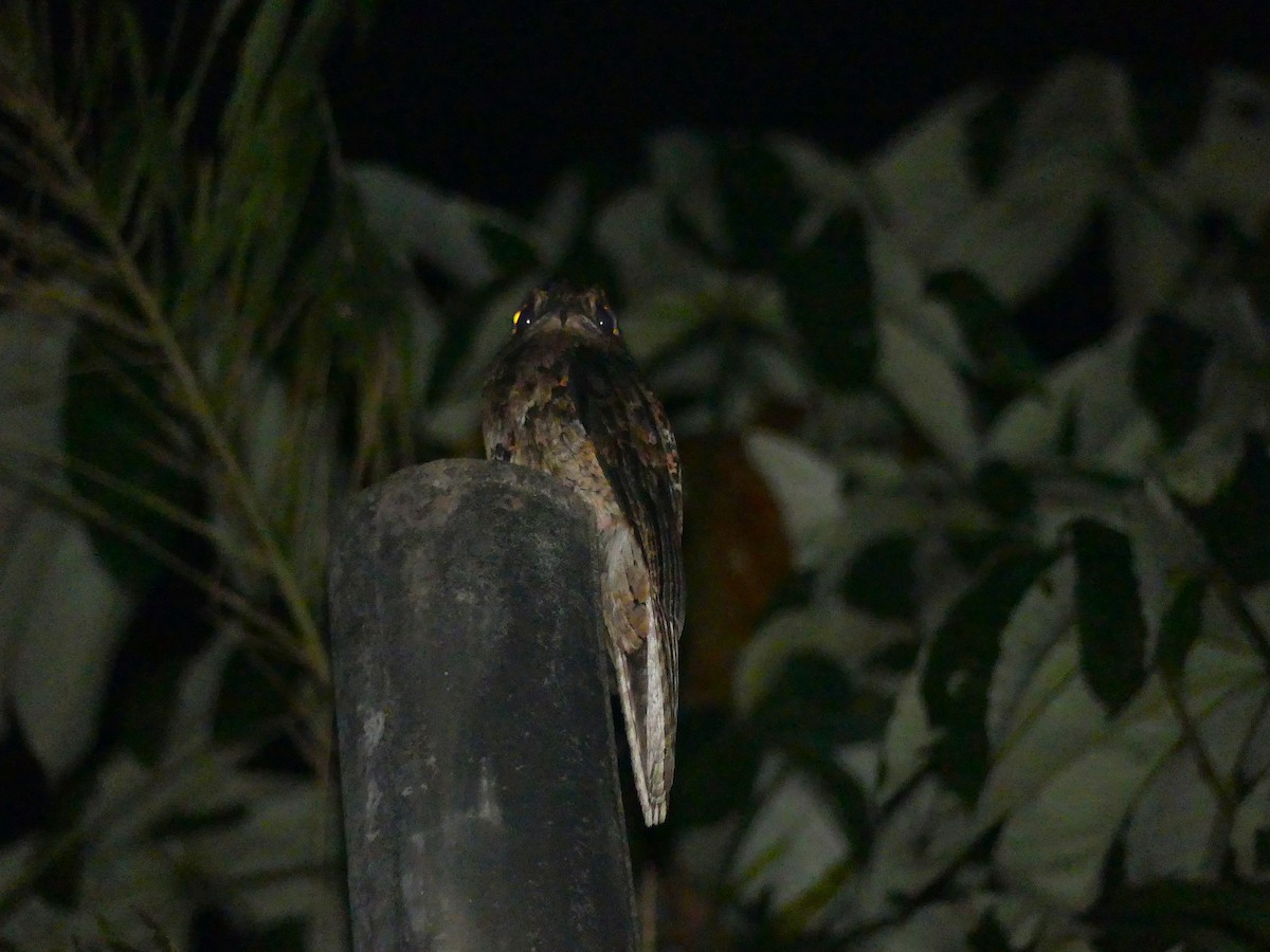 Поту малий - ML650347089