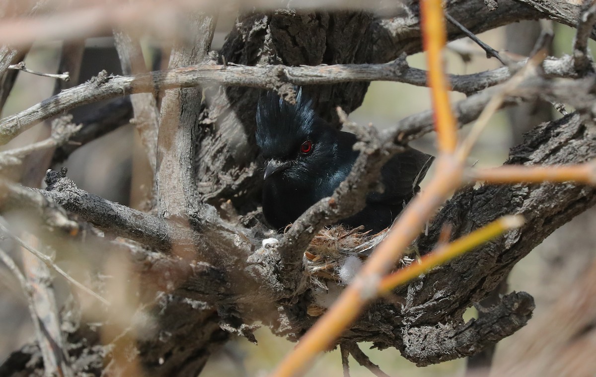 Phainopepla - ML650347207