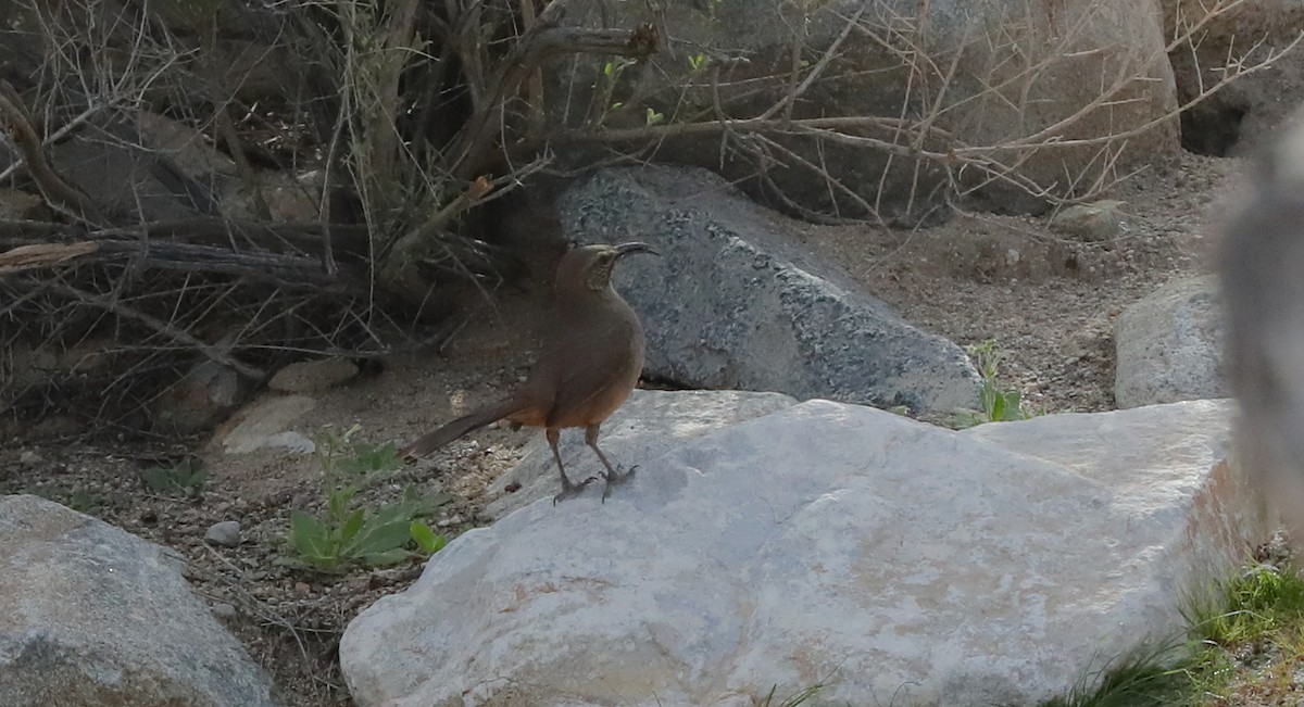 California Thrasher - ML650347220