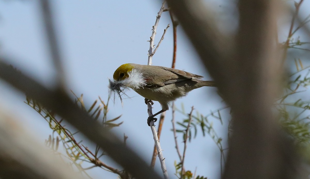 Verdin - ML650347359