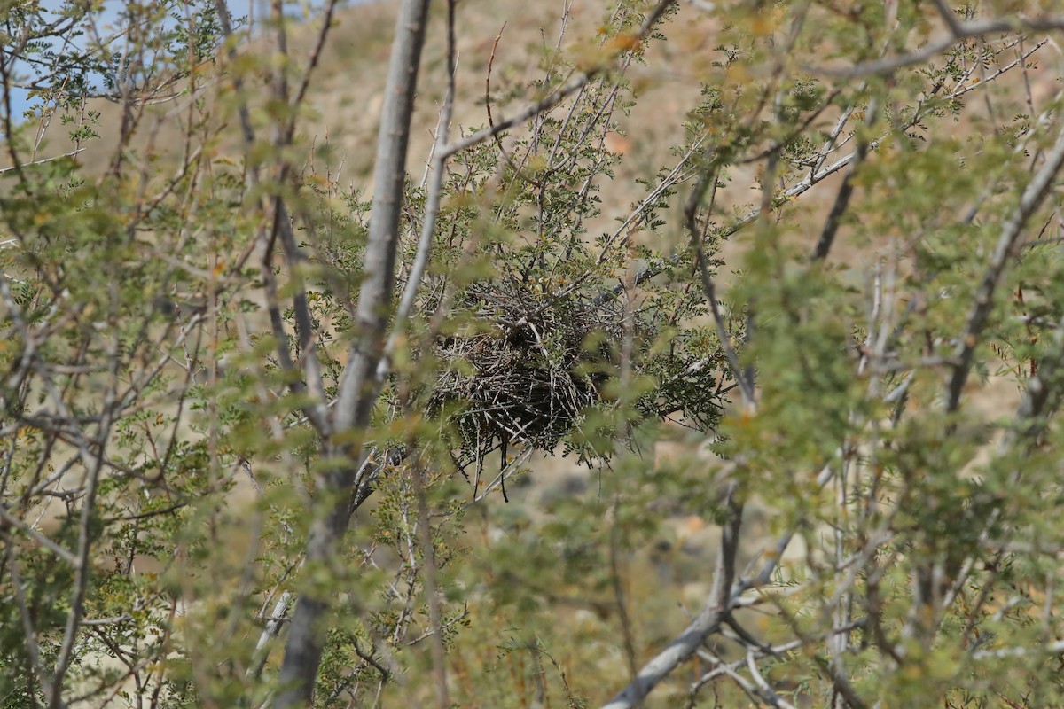 Verdin - ML650347360