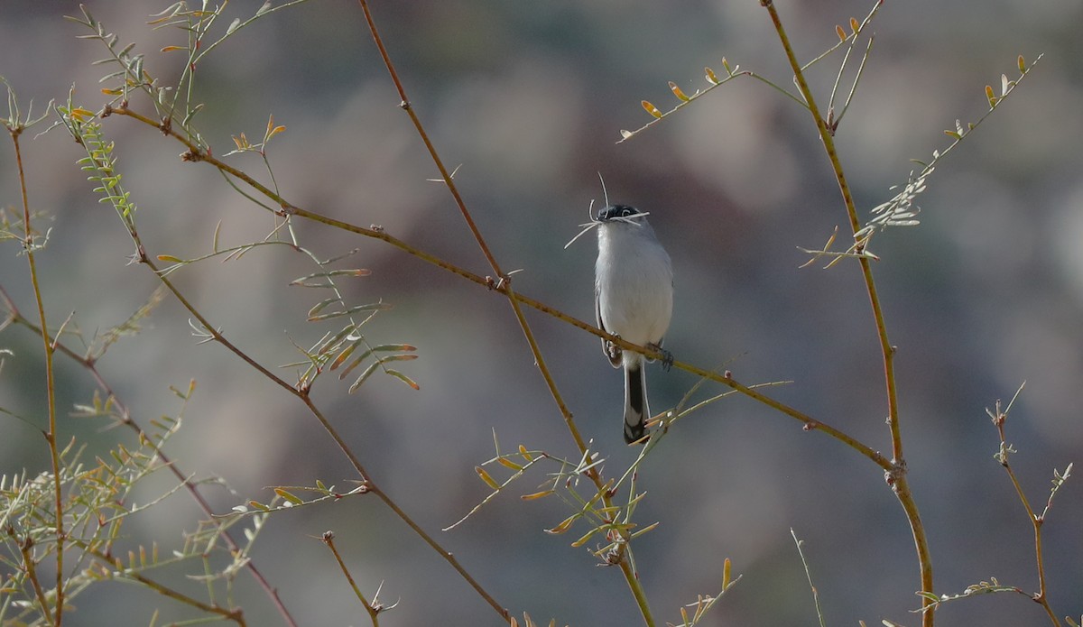 Black-tailed Gnatcatcher - ML650347451