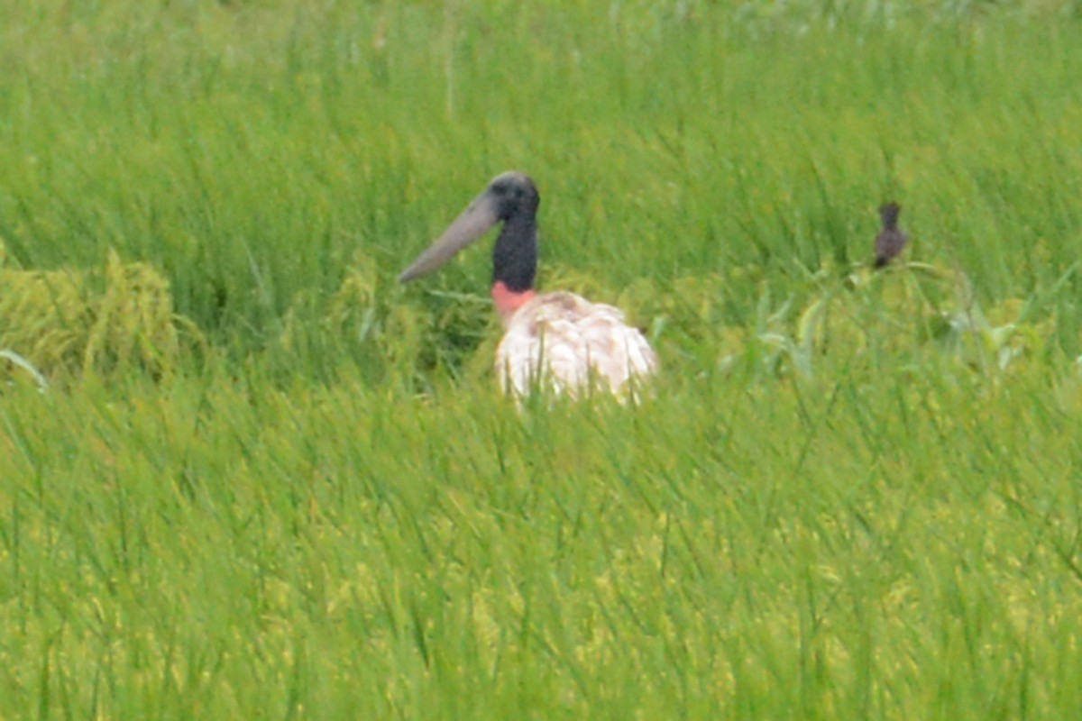 Jabiru - ML65034751