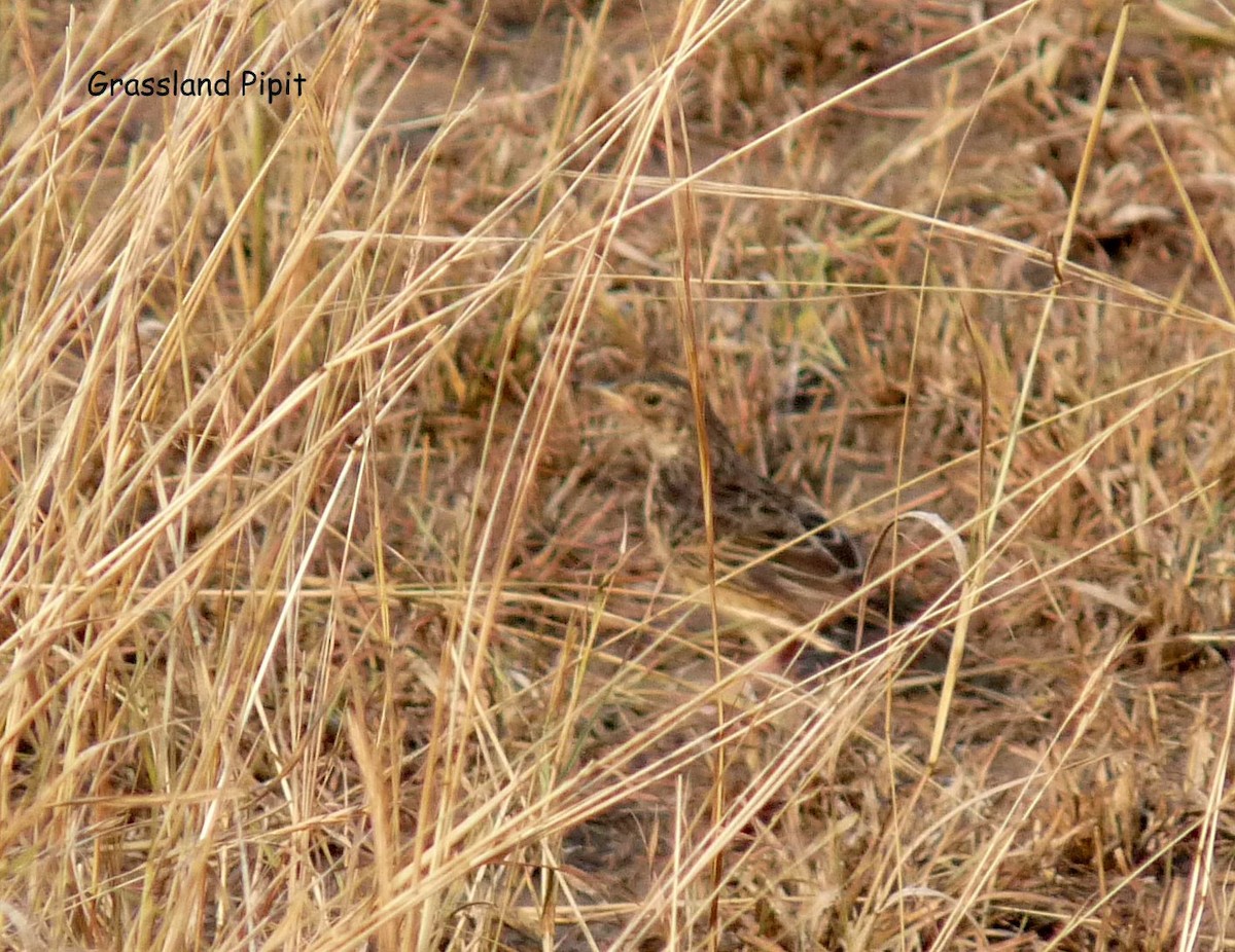 African Pipit - ML650347518