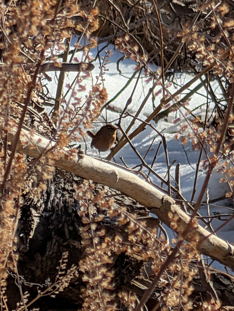 střízlík kanadský - ML650347749