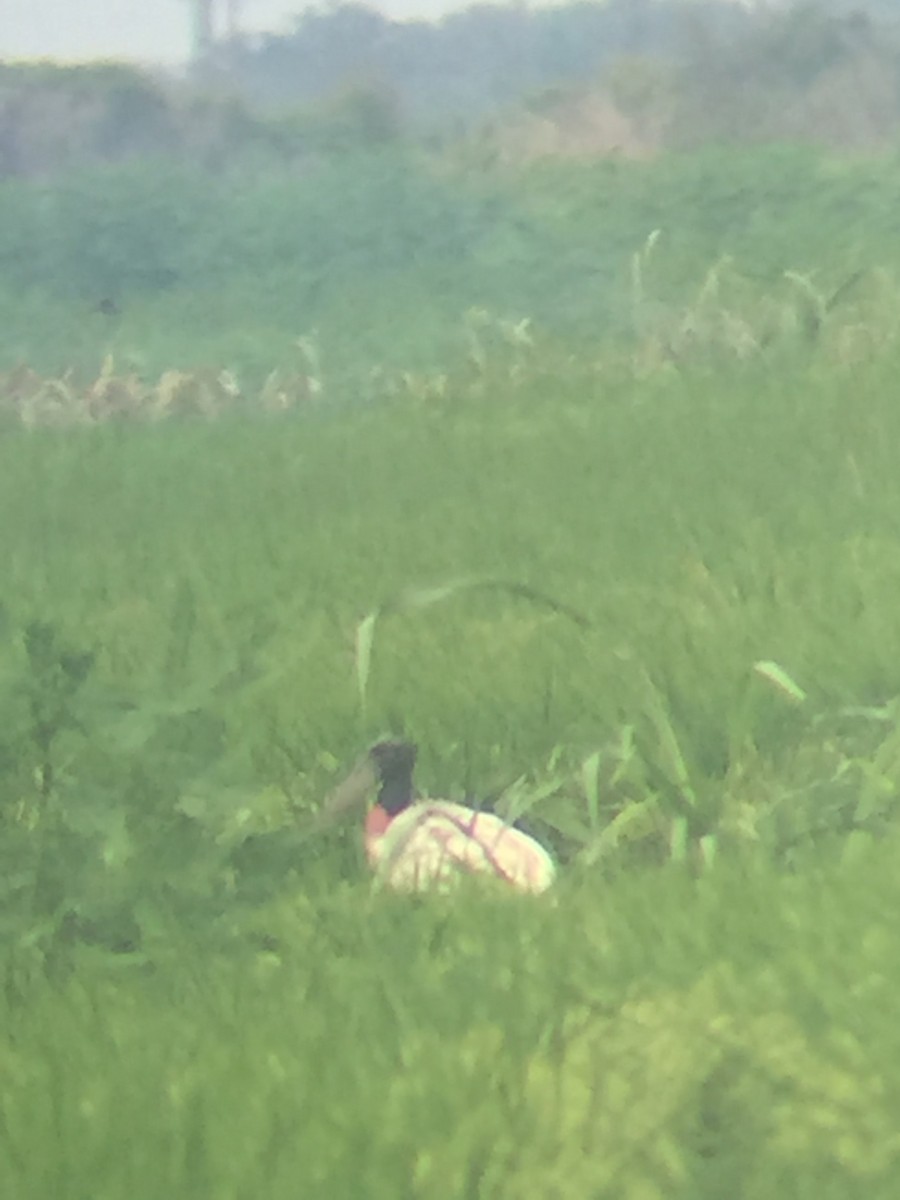 Jabiru - ML65034791