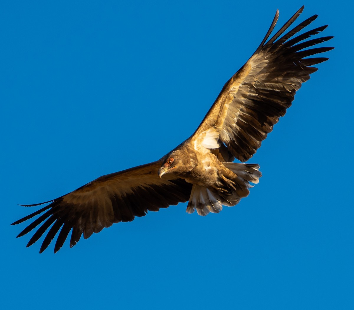 Palm-nut Vulture - ML650348119