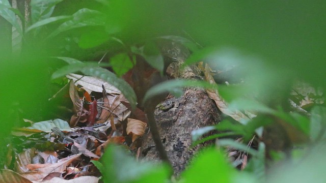 Black-faced Antthrush - ML650348169