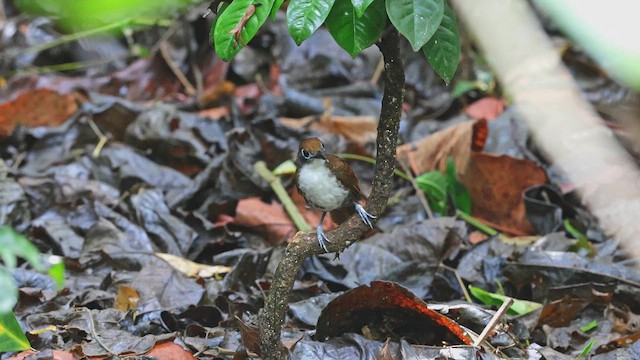 Bicolored Antbird - ML650348171