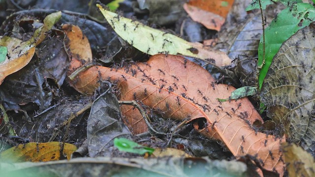 Burchell's Army Ant - ML650348180