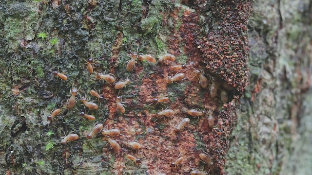 Conehead Termites - ML650348189