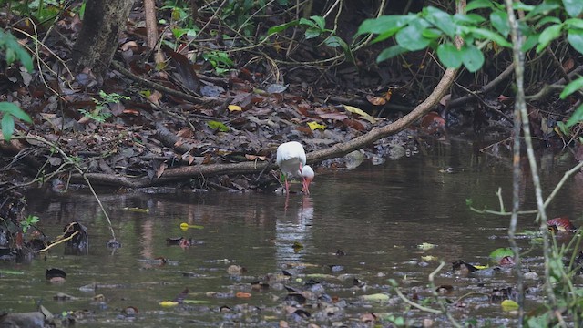 White Ibis - ML650348195