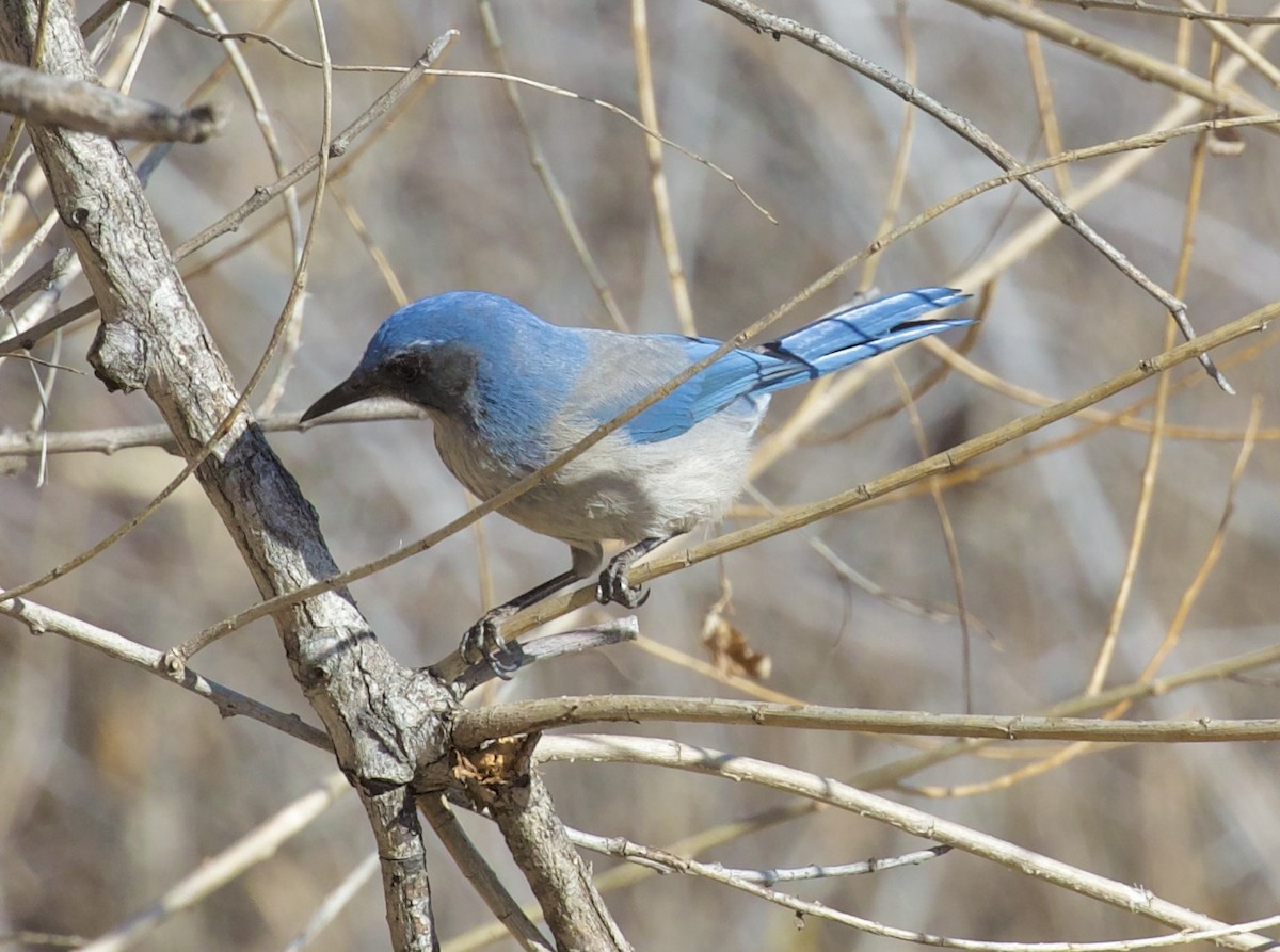 Невадская сойка - ML650348218