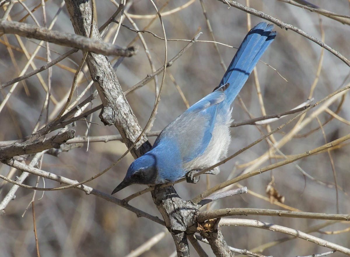 Невадская сойка - ML650348225