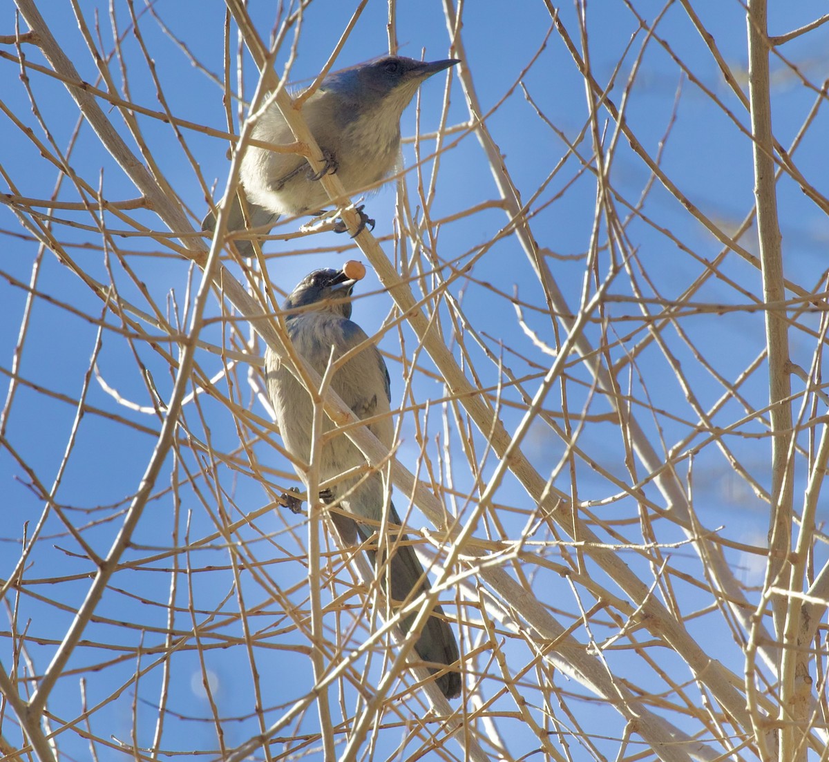 Невадская сойка - ML650348234