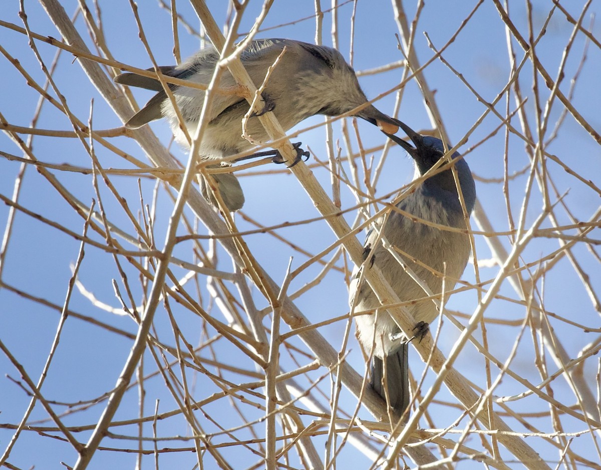 Невадская сойка - ML650348250