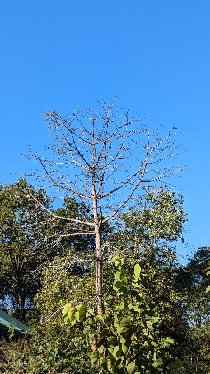 Hair-crested Drongo - ML650348261