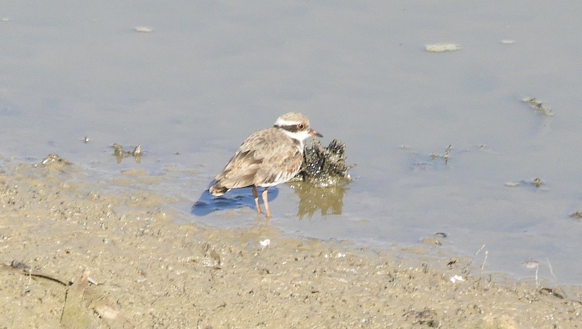 kulík černočelý - ML650348289