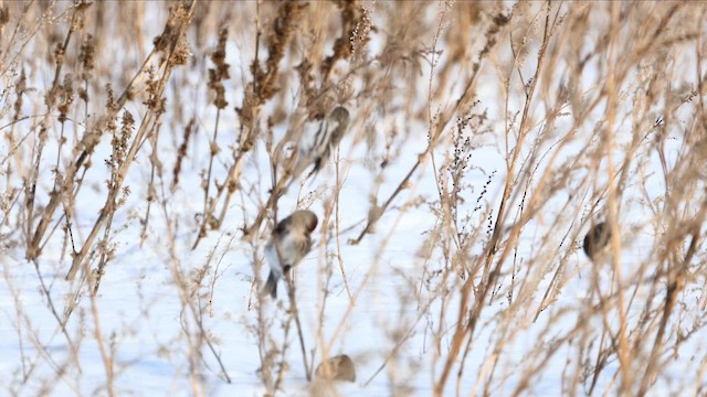 Redpoll - ML650348356