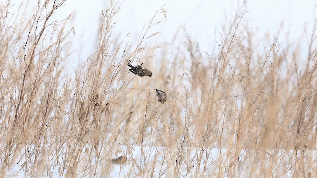 Redpoll - ML650348357