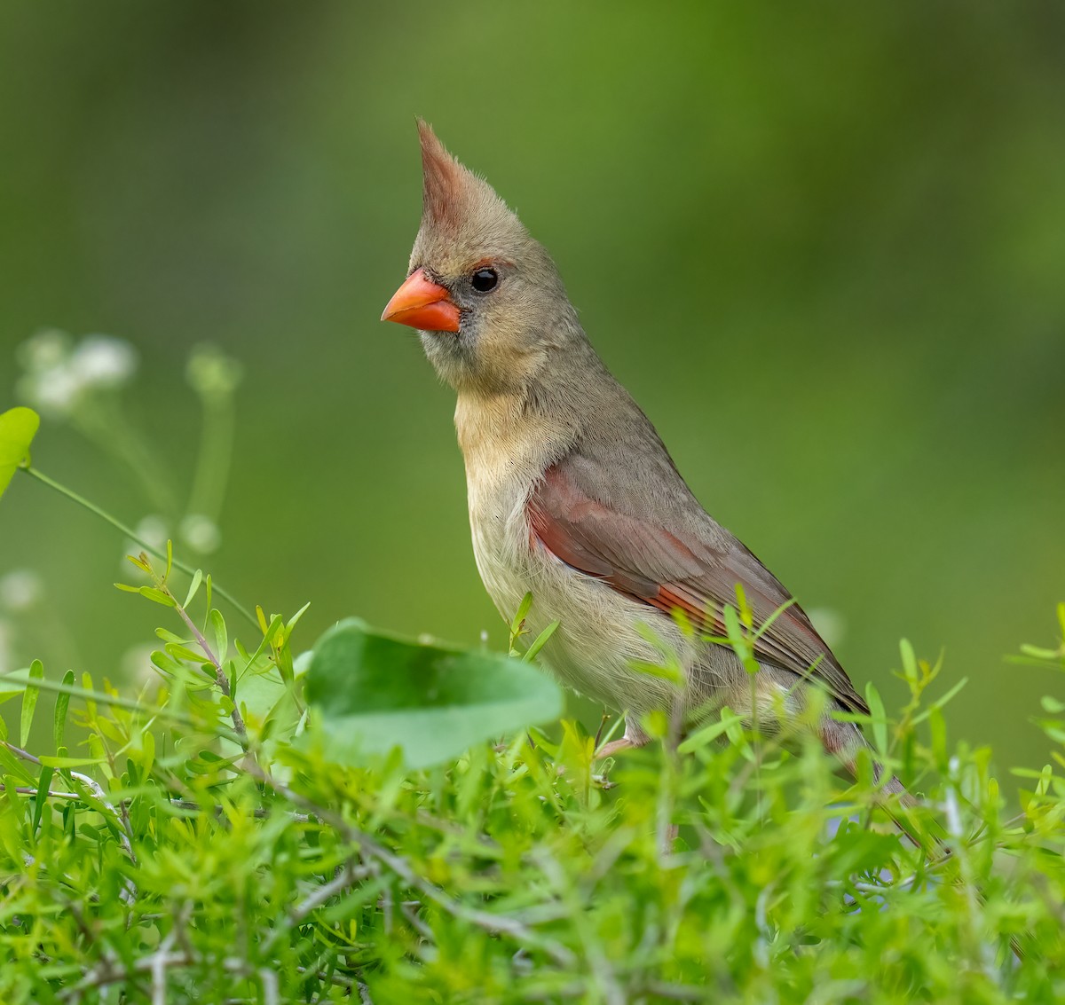 Красный кардинал - ML650348780