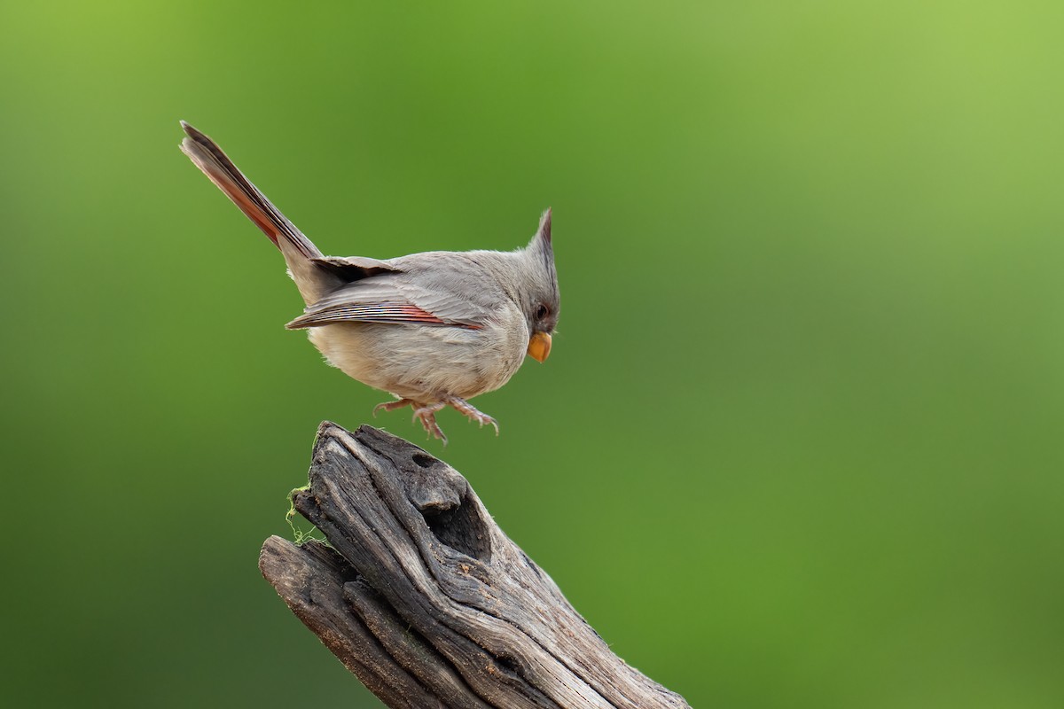 Попугаевый кардинал - ML650348914