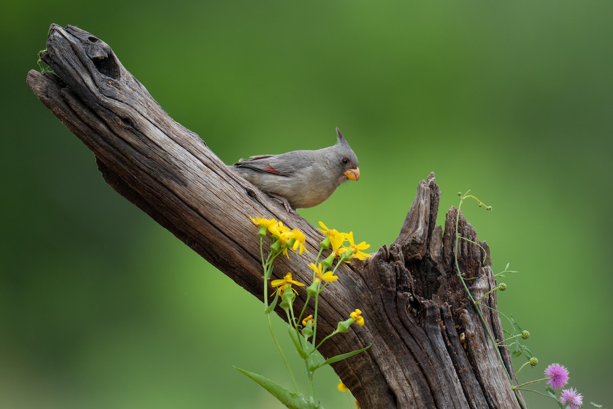 Попугаевый кардинал - ML650348916