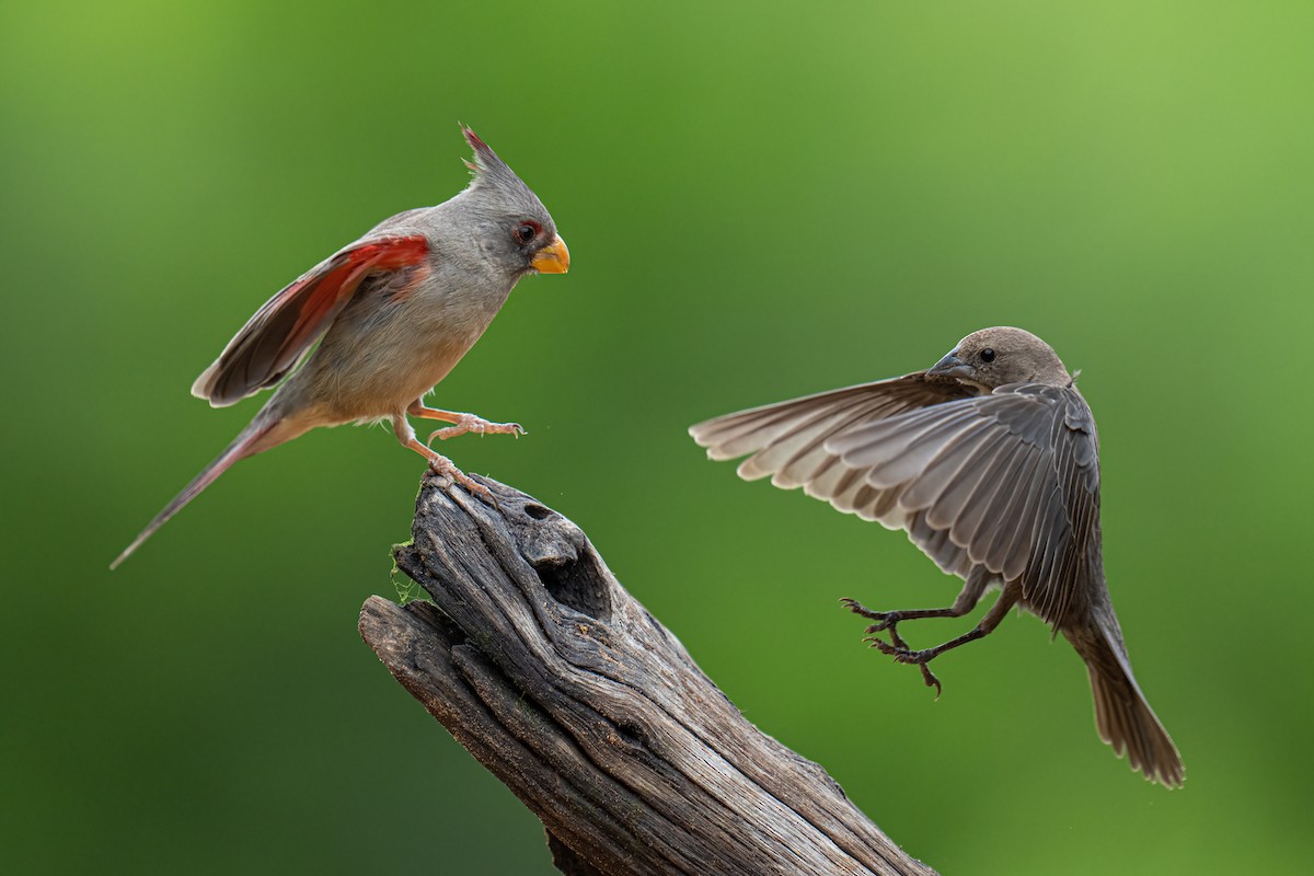 Попугаевый кардинал - ML650348917