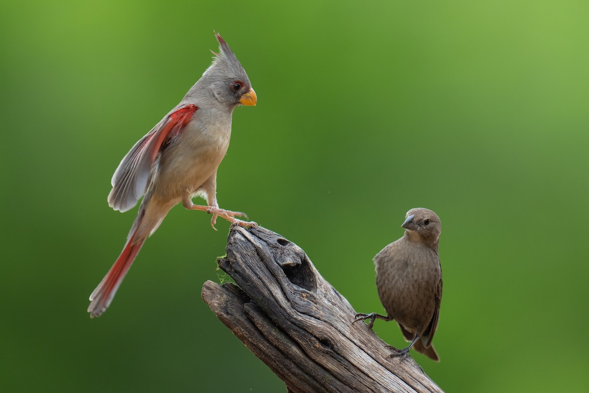 Попугаевый кардинал - ML650348918