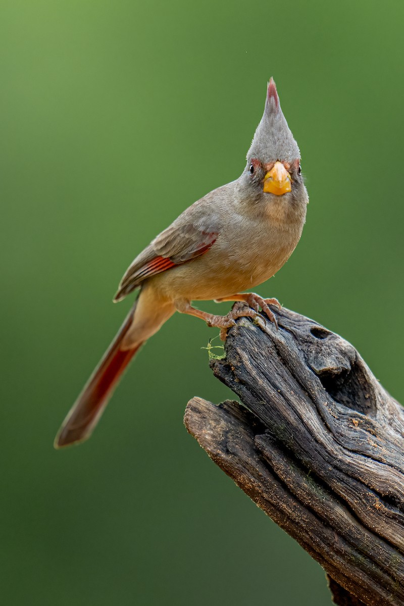 Попугаевый кардинал - ML650348919