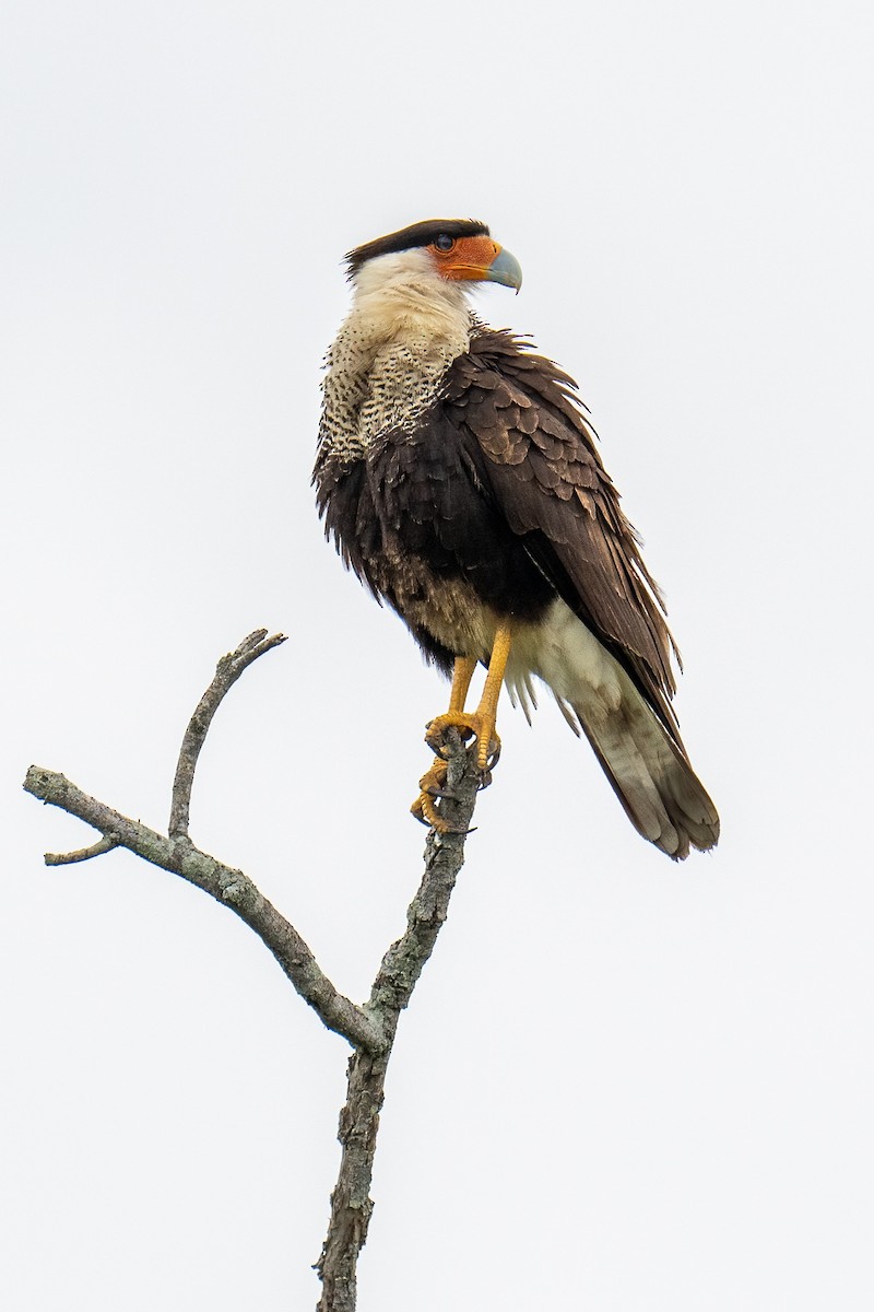 Равнинная каракара - ML650349005