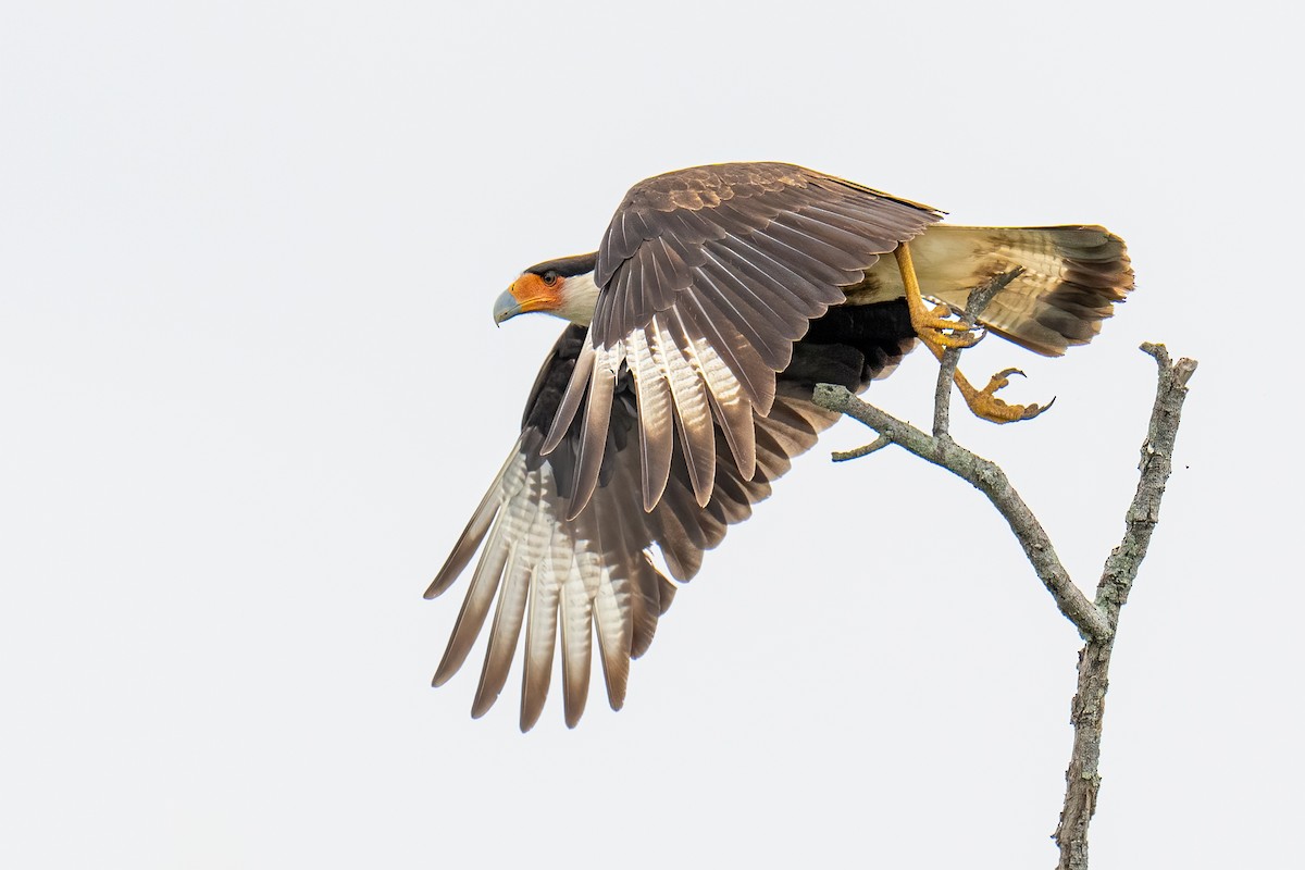 Равнинная каракара - ML650349006