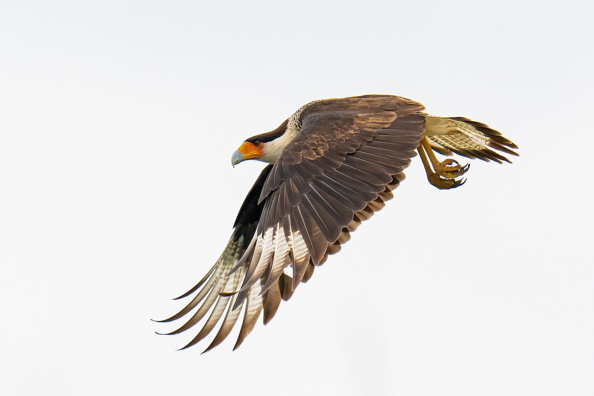 Равнинная каракара - ML650349007