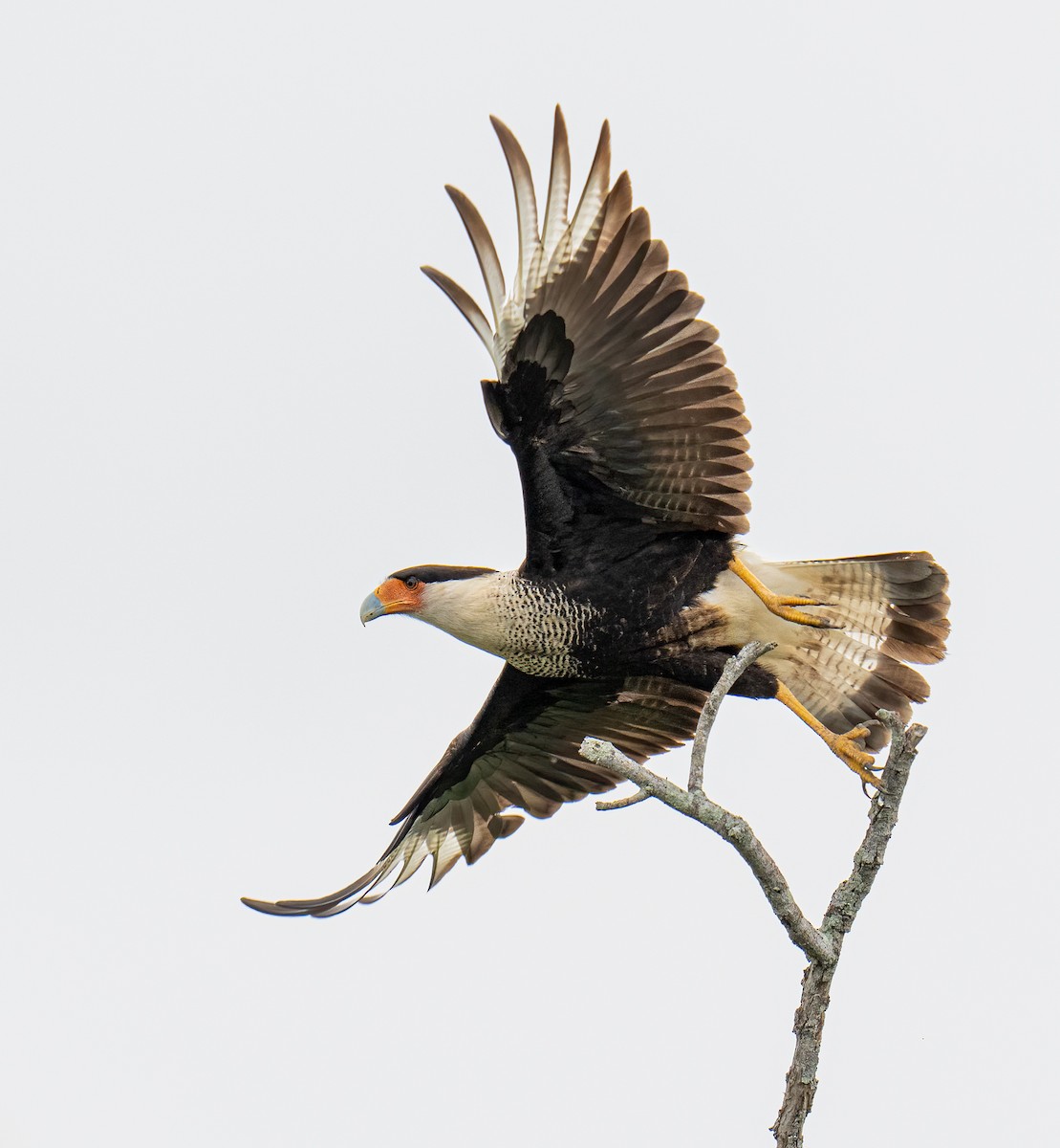 Равнинная каракара - ML650349009